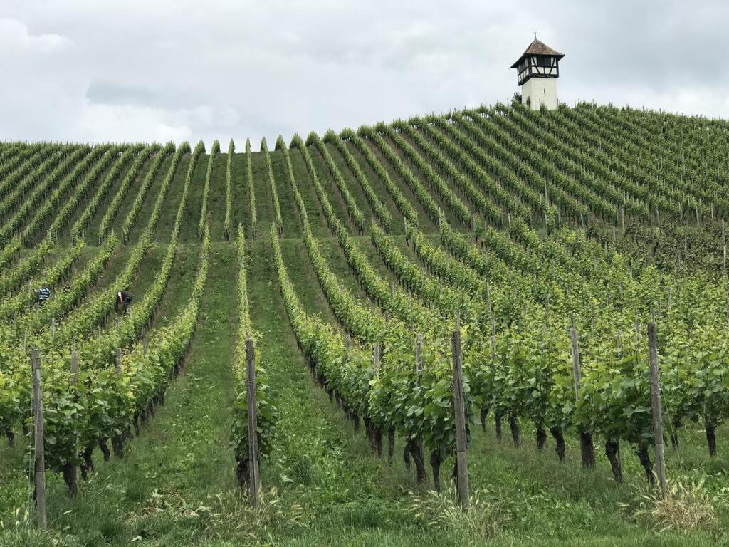 Lakeview Penthouse Meersburg